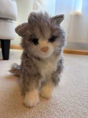 Douglas Shadow Grey white Kitten #4392 retired